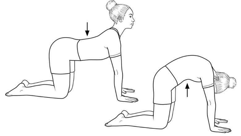 Cat and cow pose (lumbar extensors)