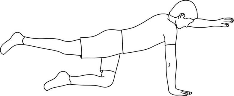 Bird dog (opposite arm and leg lift from hands and knees)