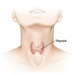 Illustration of the thyroid